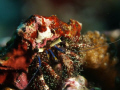   Hermit Crab. If he talked dont you just picture French accent Crab  